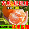 四川青见耙耙柑应季新鲜孕妇水果丑橘子薄皮柑橘